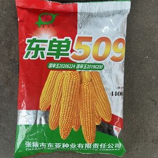 批发高产玉米种子包谷小钢炮铁杆矮杆大棒双国审东单509玉米种子