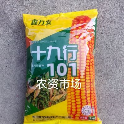 十九行101杂交玉米种子 白轴 抗病能力强 适应性广 产量高棒子大