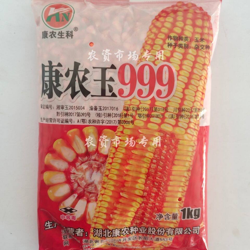 康农玉999株型半紧凑 半马齿型 红心 籽粒黄色 棒子大 稳产高产