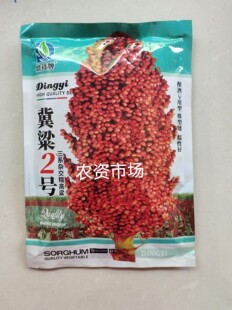 冀梁2号 冀梁1号酿酒红高粱种子三系杂交糯高粱种子 壳红色粒红色