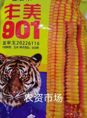 美玉农业丰美901 饲料玉米种子 穗轴红色  抗倒伏抗病 高产