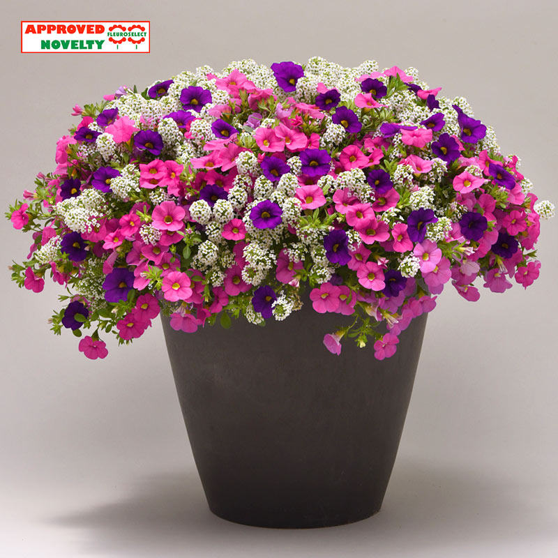 美国panamerican*复活节香雪球进口花种子四季种室内易活垂吊花卉