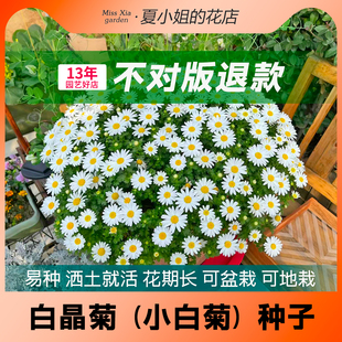 夏小姐的花店*白晶菊新手易种易活阳台室内花园盆地栽植物花种子