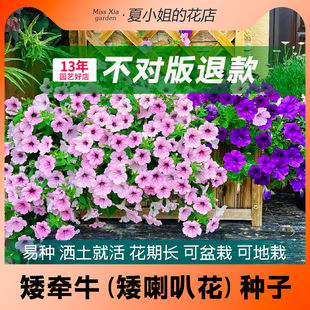 夏小姐的花店*矮牵牛花易种易活阳台室内花园盆地栽植物花种子