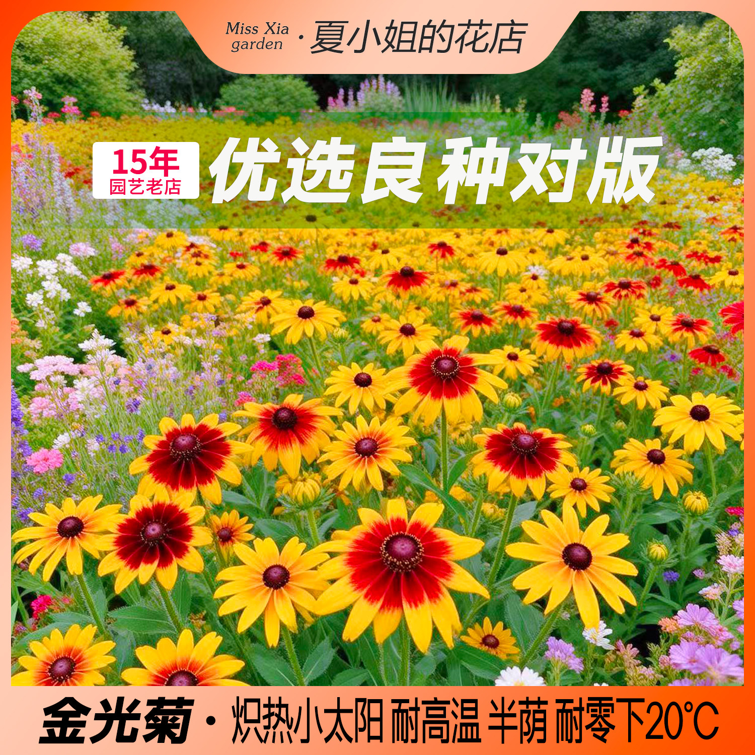 夏小姐的花店*黑心金光菊四季开花园阳台盆栽植物花种子耐热耐寒图片