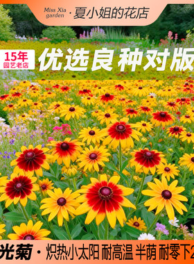 夏小姐的花店*黑心金光菊四季开花园阳台盆栽植物花种子耐热耐寒