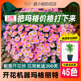 植物 玛格丽特四季 种开花阳台盆栽花苗花卉庭院室内室外好养易活