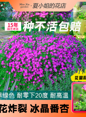 夏小姐的花店*南非番杏多肉小盆栽耐热耐寒耐旱垂吊枝干盆栽植物