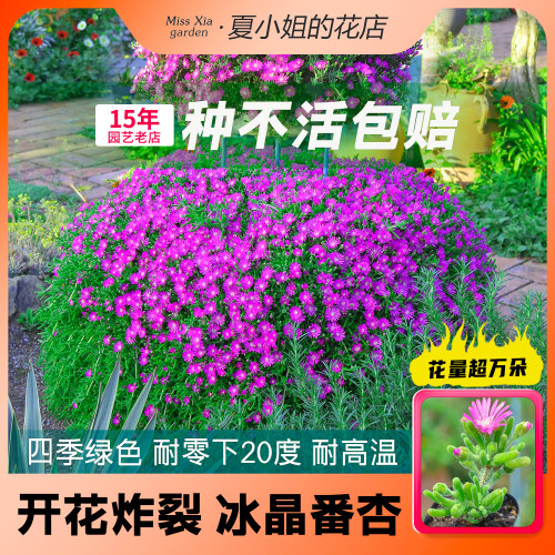 夏小姐的花店*南非番杏多肉小盆栽耐热耐寒耐旱垂吊枝干盆栽植物