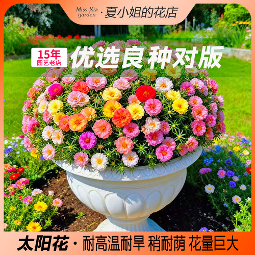 易种易活多肉植物重瓣太阳花