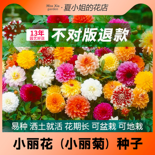 夏小姐的花店*小丽花易种易活阳台室内花园盆地栽植物花种子