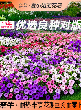 夏小姐的花店*矮牵牛花易种易活阳台室内花园盆地栽植物花种子