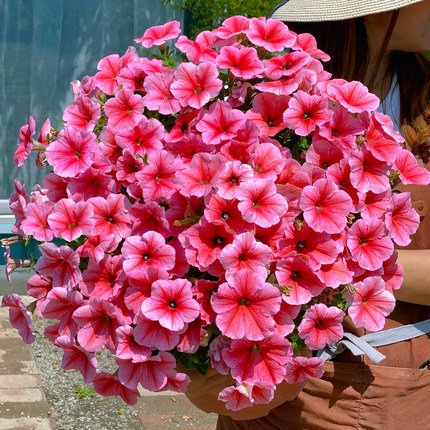 进口*泛美/F1矮牵牛播种花种子盆栽四季种耐寒耐热开花快易活花籽