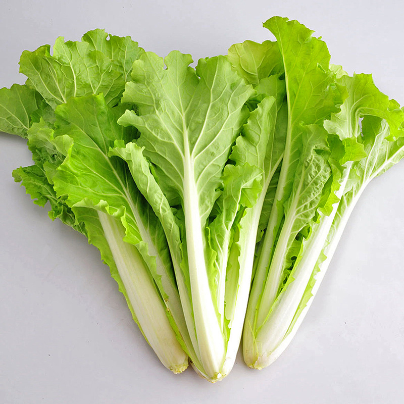 黄秧金黄高产小白菜蔬菜果蔬种子四季种易活秋季阳台室内花盆种菜