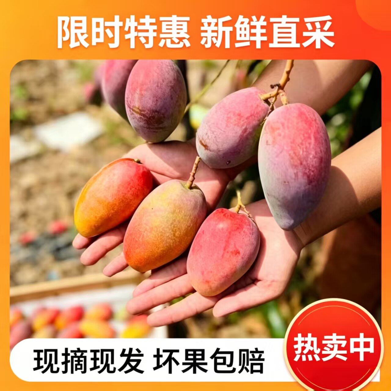 芒果新鲜大果10斤水果云南元江小台芒脆甜金凤凰正宗台农特大批发