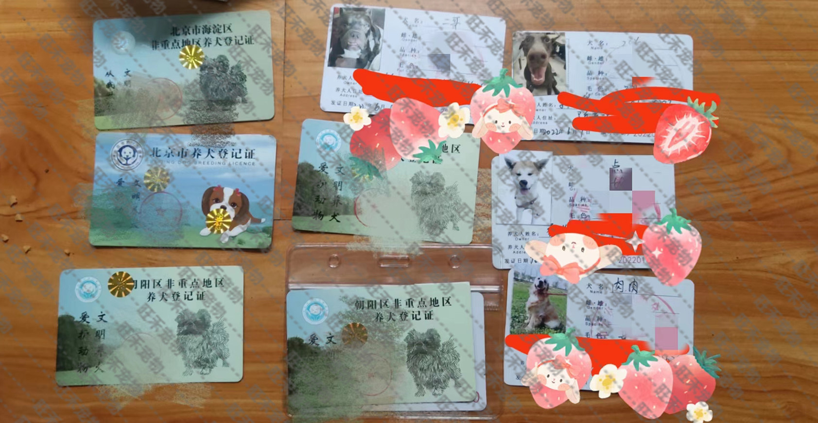 宠物店代办北京狗证北京犬证养犬登记证通用跑腿服务顺丰包邮