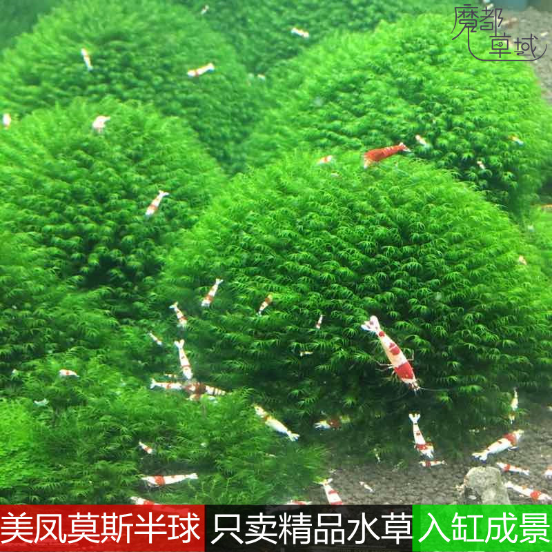 美凤尾莫斯半球淡水族箱鱼缸水草植物造景无需底砂的草蕨类前景草