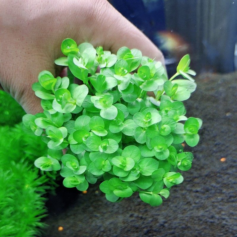 圆形小对叶水草植物造景鱼缸水草淡水阴性坨草无泥水草增氧真水草