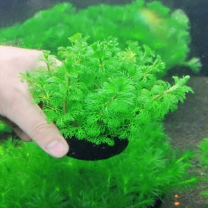 小宝塔坨草新手好养淡水水草植物鱼缸水草造景装饰热带鱼阴性水草