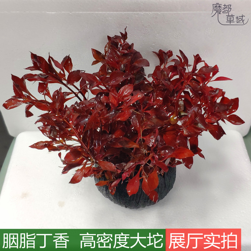 紫红丁香淡水草植物鱼缸水草造景中后景无需底沙胭脂丁香红色水草