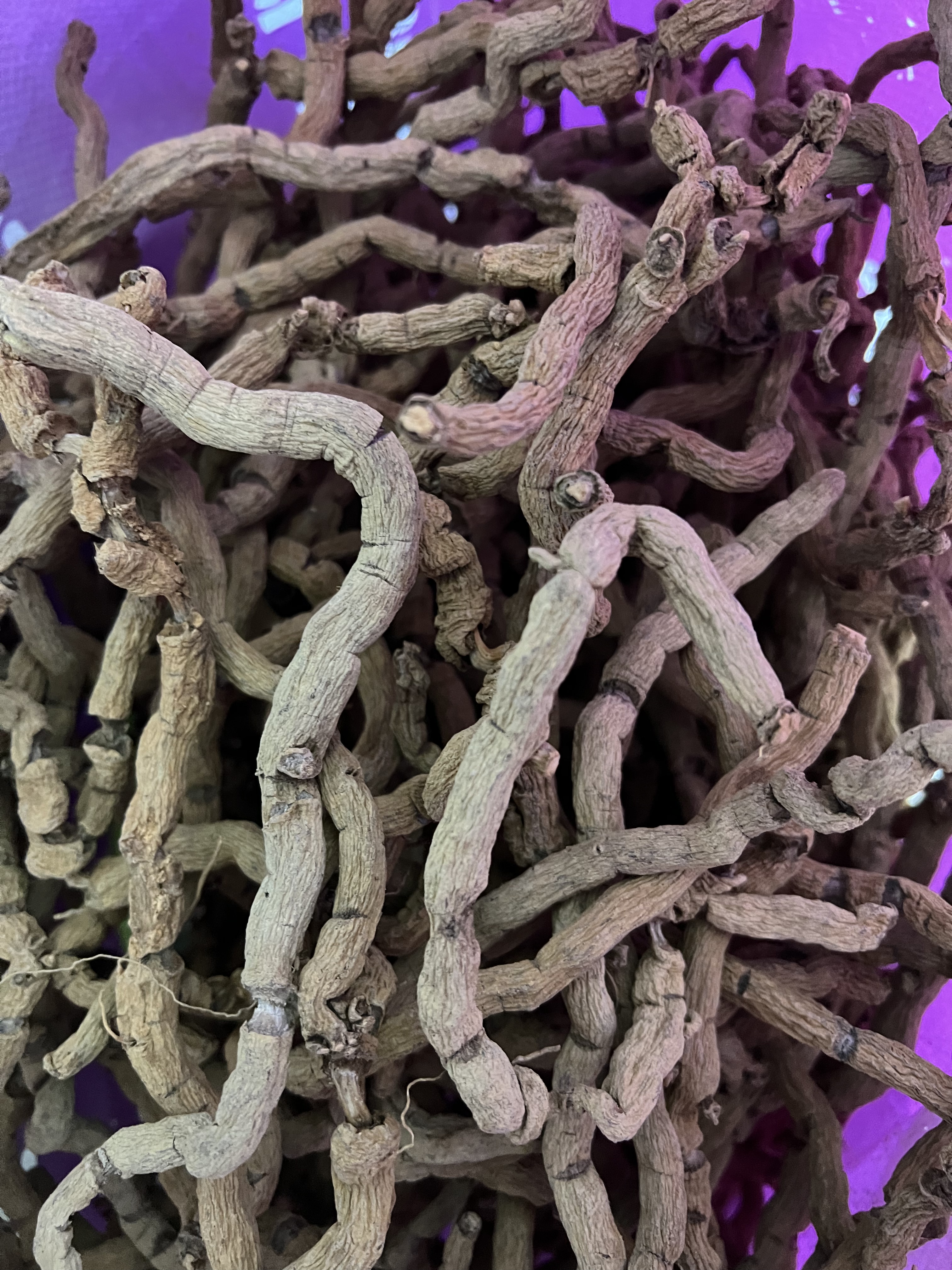 海南野生巴戟天鸡肠风 老粗新鲜晒干天然男人精品 非内地货可比