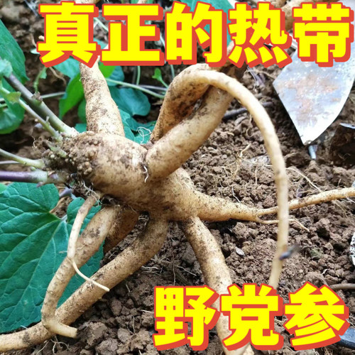 海南五指山野生党参其他家500g