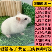 小仓鼠宠物家养金丝熊米熊活物活体幼崽银狐布丁公婆情侣一对包活