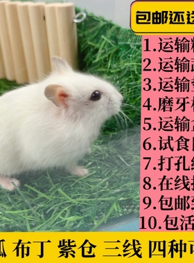 小仓鼠宠物家养金丝熊米熊活物活体幼崽银狐布丁公婆情侣一对包活