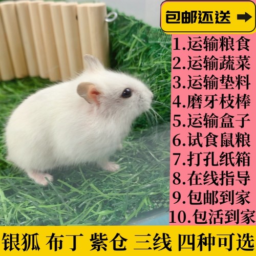 温顺小仓鼠家养可爱宠物活体幼崽