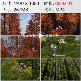 航拍湖北武汉新洲涨渡湖池杉树林鹭鸟群长江畔湿地实拍视频素材