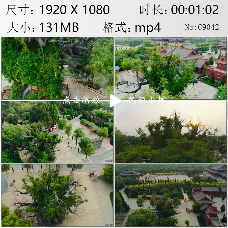 航拍山西临汾市洪洞县大槐树古代北方移民怀古祭祖实拍视频素材