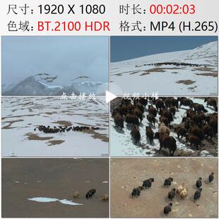 航拍西藏羌塘高原普若岗日候鸟迁徙黑颈鹤金丝野牦牛实拍视频素材