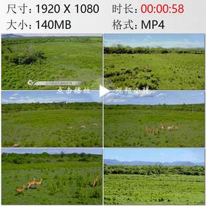 航拍海南东方市大田坡鹿自然保护区鹿群奔跑高清实拍视频素材