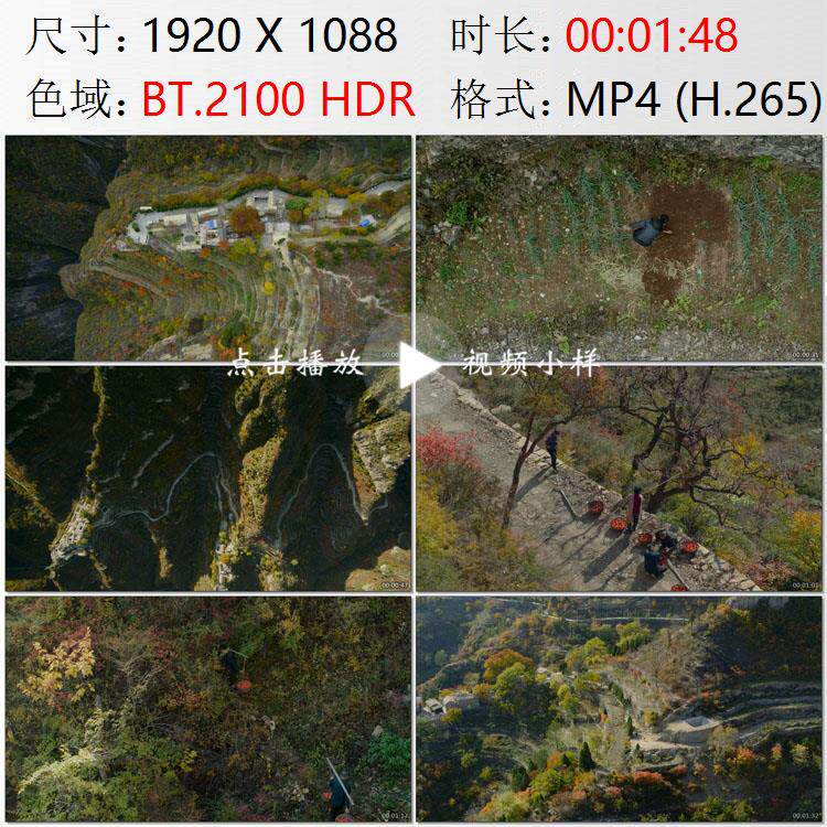 航拍山西长治平顺县岳家寨陡峭梯田山里人生活摘柿子实拍视频素材