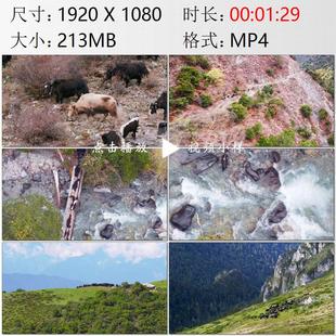 航拍云南迪庆牦牛群森林峡谷河流雪山草原高清实拍视频素材