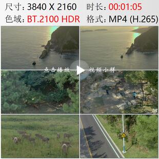 航拍辽宁大连滨海路梅花鹿群人与动物和谐相处高清实拍视频素材