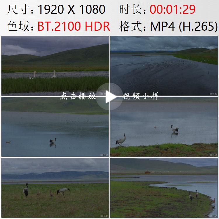 航拍甘肃碌曲尕海草原湿地湖泊鸟类天堂黑颈鹤幼鸟实拍视频素材 - 实物图