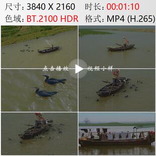 航拍江西上饶余干县渔民驾驶小船驱赶鸬鹚鱼鹰捕鱼实拍视频素材