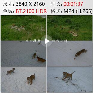 航拍黑龙江哈尔滨东北虎林园海林市横道河子雪地虎群实拍视频素材