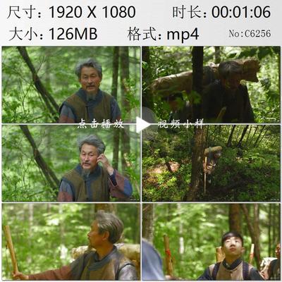 长白山老把头带领挖参队伍进山放山采挖人参高清实拍视频素材