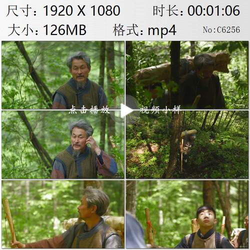长白山老把头带领挖参队伍进山放山采挖人参高清实拍视频素材