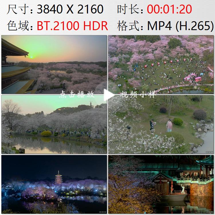 航拍湖北武汉东湖磨山樱园春游踏青赏樱花夜晚夜景游园视频素材