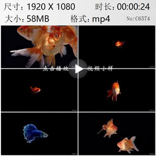 游动的金鱼特写蓝色的小鱼高清实拍视频素材