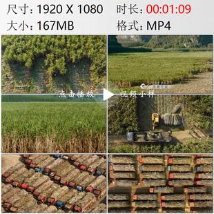 航拍广西崇左市扶绥县农民采收甘蔗卡车运输到制糖厂实拍视频素材