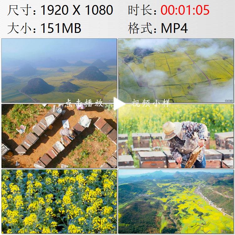航拍云南曲靖罗平油菜花田蜂农养蜂人采蜂蜜高清实拍视频素材