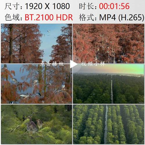 航拍湖北武汉新洲长江岸边涨渡湖池杉林大白鹭苍鹭夜鹭鸟视频素材