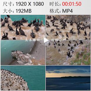 航拍青海湖鸬鹚岛岛屿鸟群关闭旅游线路保护鸟类高清实拍视频素材