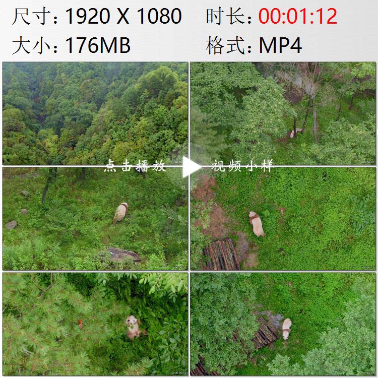 航拍陕西秦岭山脉汉中市佛坪自然保护区野生棕色大熊猫视频素材