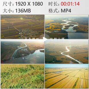航拍吉林松花江流域前郭灌区风吹稻浪广袤农田高清实拍视频素材
