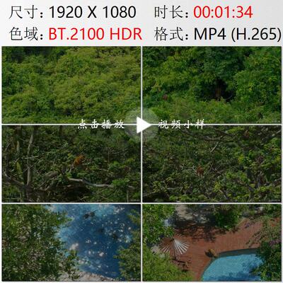 航拍海南陵水南湾半岛山林猕猴群水池游泳避暑高清实拍视频素材